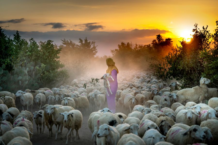 Photo de Quang Nguyen Vinh: https://www.pexels.com/fr-fr/photo/femme-debout-pres-mouton-3232010/