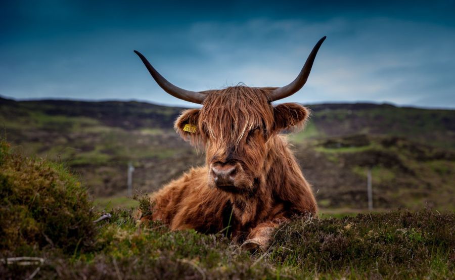 Image by Frank Winkler from Pixabay