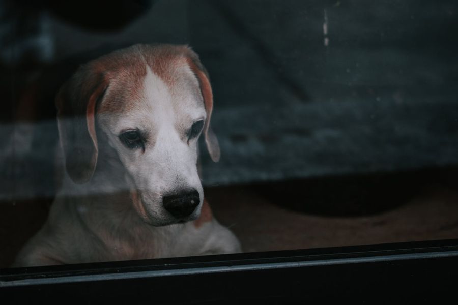 Photo de Diana ✨: https://www.pexels.com/fr-fr/photo/verre-chien-animal-de-compagnie-photographie-animaliere-18065206/