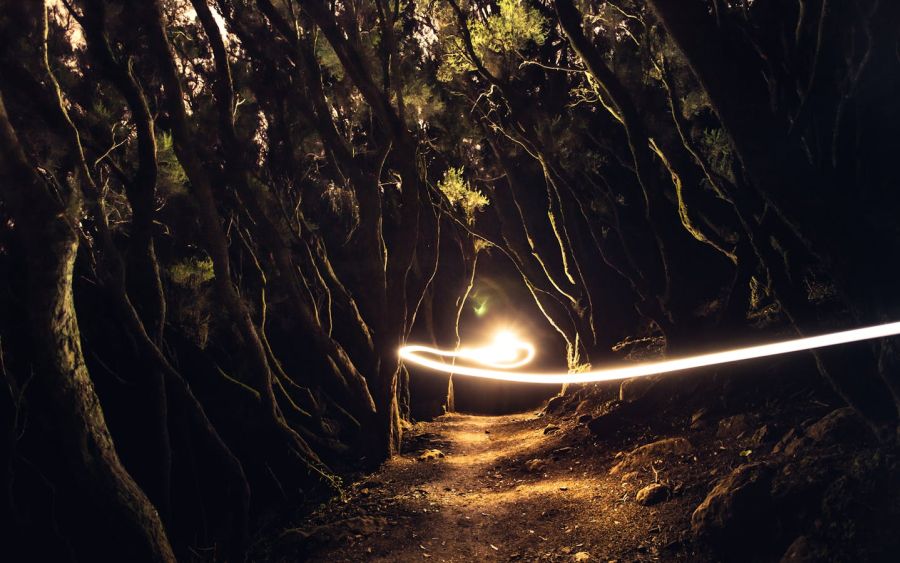Photo de Marek Piwnicki: https://www.pexels.com/fr-fr/photo/bois-lumineux-leger-route-13327765/