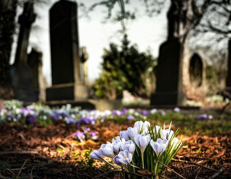 Photo de Pixabay: https://www.pexels.com/fr-fr/photo/crocus-violet-en-fleur-pendant-la-journee-161280/